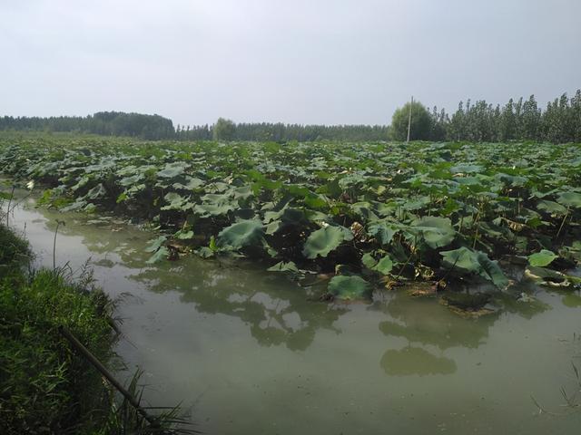 江淮地区小龙虾生态养殖模式（水产养殖技术系列1）