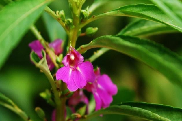 这种花种子见土就长苗，这样养夏日花开满枝