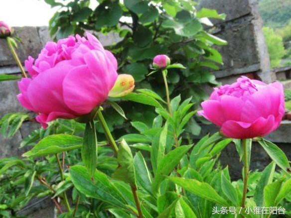 现在种一棵芍药刚好，萌芽特快，花朵多又美，轻松养爆盆！