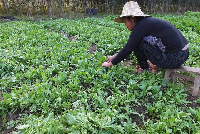 “皇帝菜”——茼蒿，种植起来就这样简单