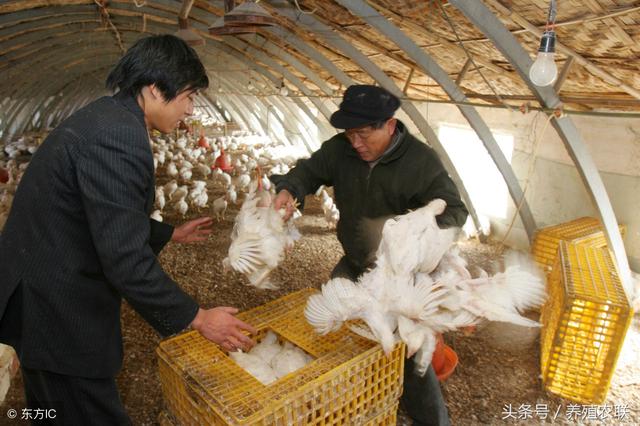 肉种鸡限饲三法，肉鸡养殖需要好品种