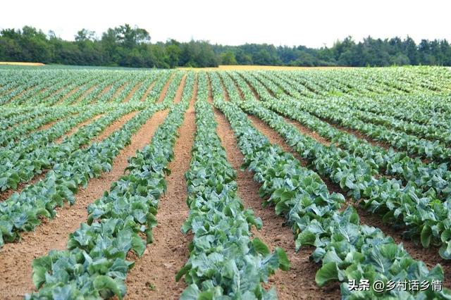 蔬菜招虫子不用怕，送给你几个土方法，效果比打药还要好