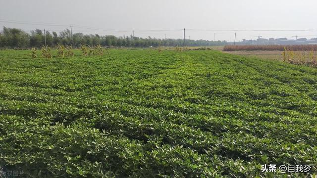 九招提高花生产量，轻松高产不再难！花生种植与管理实用指南！