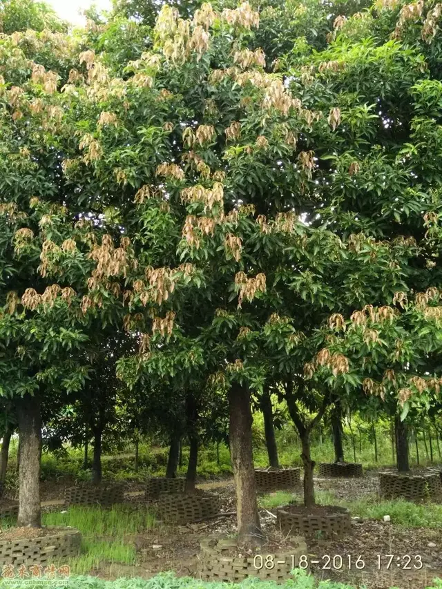 芒果这样种，高产很轻松，亩收益都上万