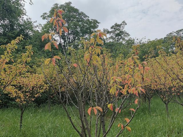 一片秋叶一缕魂，一瓣落花一抹香