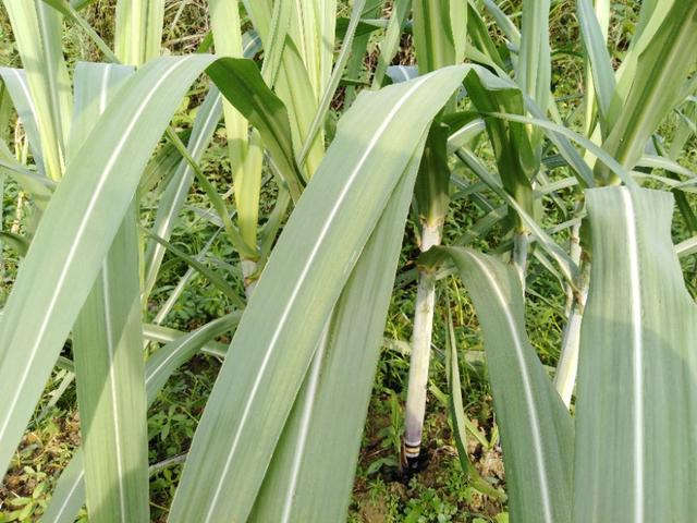 黑皮甘蔗种植小技巧，掌握3大点，4小点，包你种出又脆又甜的甘蔗