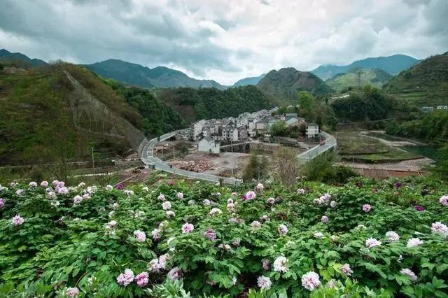 上许村牡丹开出“致富花”