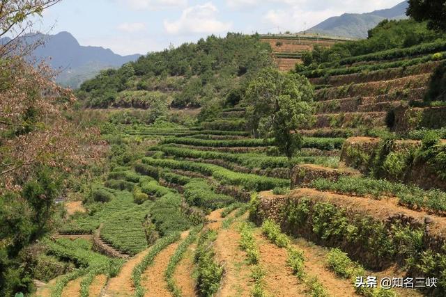 说茶传媒：中国这两个茶苗基地都号称全国最大，到底谁更胜一筹？