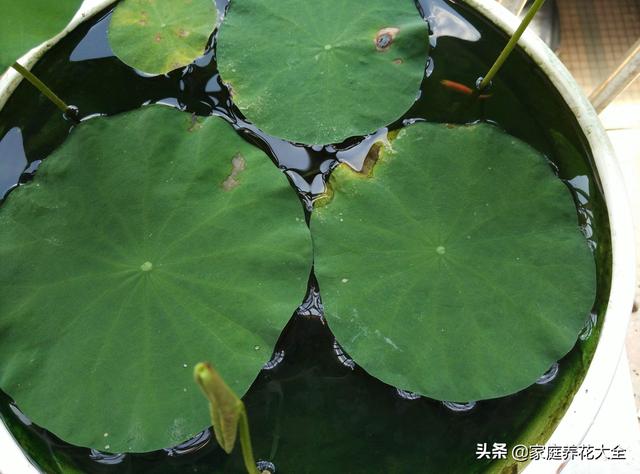 夏天阳台种碗莲，99%的人都不知道，简单四步莲花香满屋