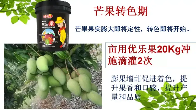 芒果这样种，高产很轻松，亩收益都上万