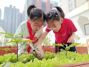 香茅种植(从学校农场剪下香茅和薄荷枝条回家种植，这个暑假作业“真香”)