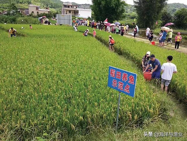 「稻渔专题」韶关市：今年安排400万元发展稻渔综合种养