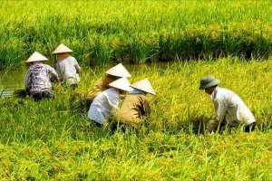 怎样科学种植水稻(如何科学种植水稻，提高农民收入)