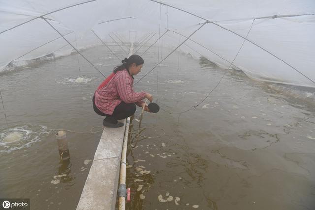 蝌蚪养殖在秋天需要注意池塘溶氧量问题，这3点来解决浮头和缺氧