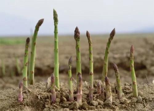 名菜芦笋，有什么特点，种植前景如何？一文全说清