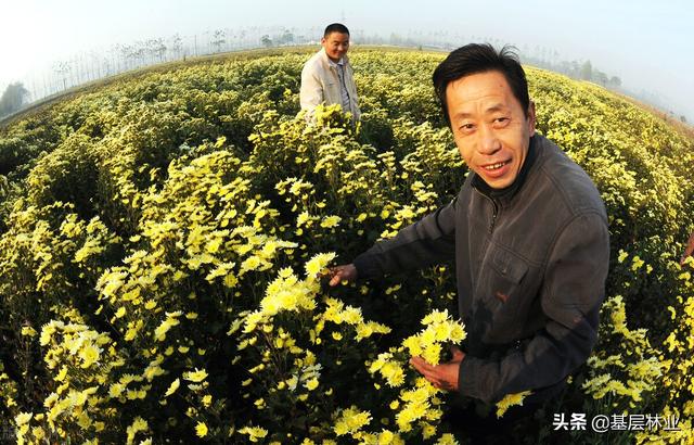 不懂这三点，在农村搞中药材种植就是和钱开玩笑