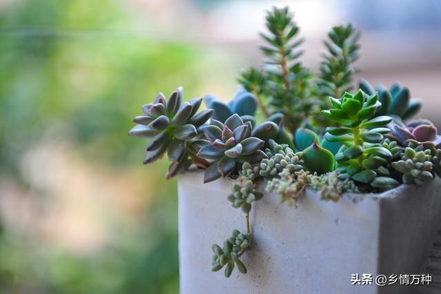 美丽多肉：室内绿植的种植与照顾