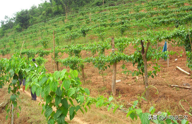 种植美藤果时，就存在这些栽培技术，你想了解吗