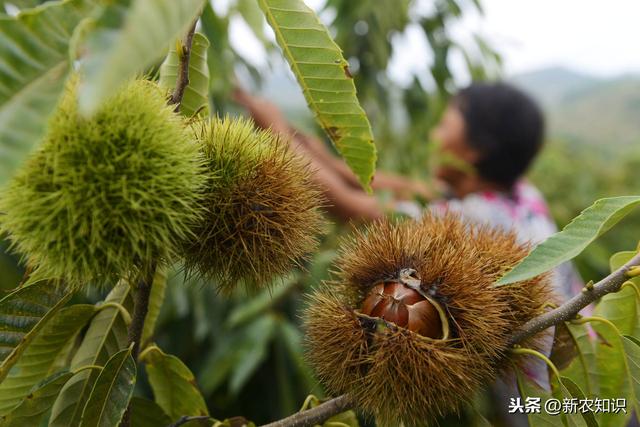 板栗种植技术？怎样才能实现高产？这里干货满满速来学习