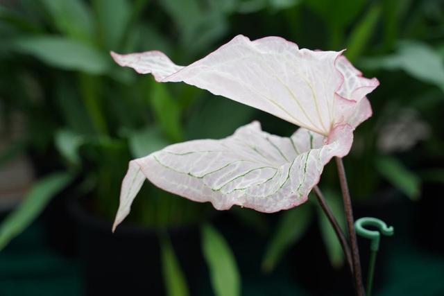 粤花粤美！广东省农科院环艺所推介春季花卉新品