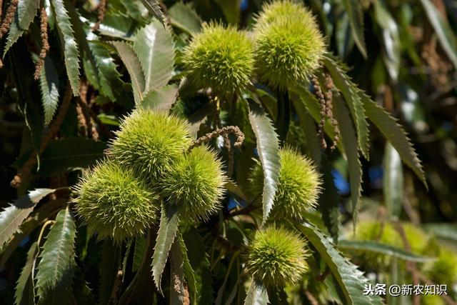 板栗种植技术？怎样才能实现高产？这里干货满满速来学习