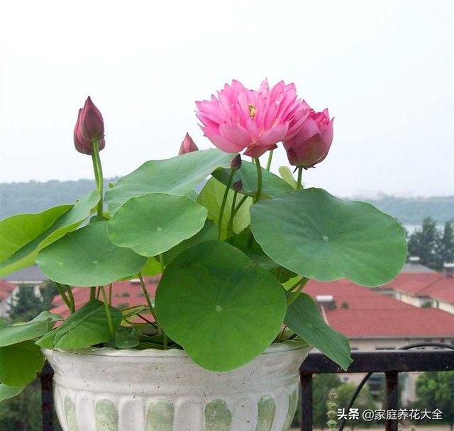 夏天阳台种碗莲，99%的人都不知道，简单四步莲花香满屋