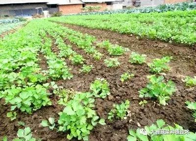 0添加0污染的绿色蔬菜—芹菜，芹菜最佳播种时间及播种技术有哪些