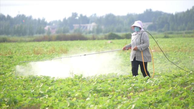 种大豆，还在错误施肥？难怪产量低，合理施肥很简单