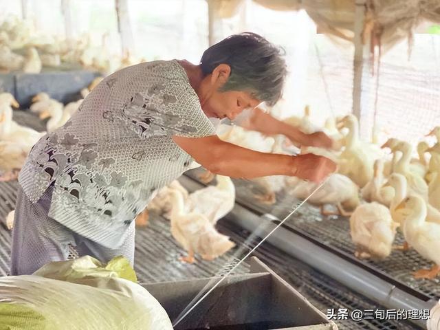 鸭肉的市场前景：被低估的全球肉鸭市场？