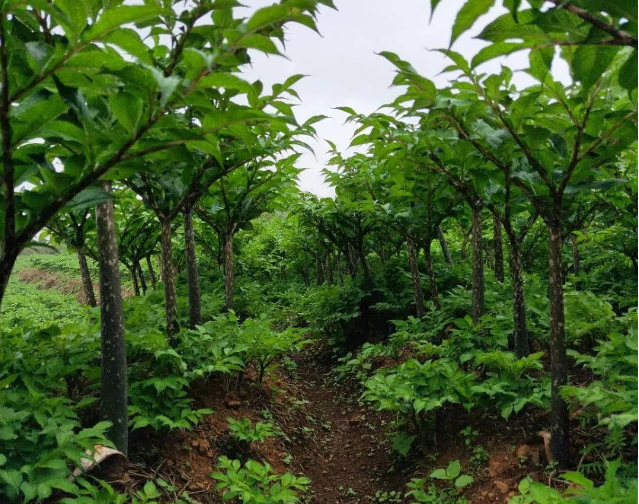 魔芋种植：掌握魔芋种植的两项核心技术，有助于提高产量