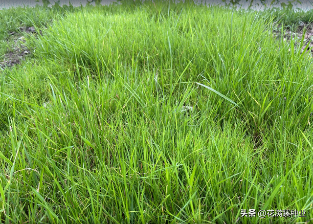 草坪交播黑麦草，直立速生品质好，种植注意事项都在下面了