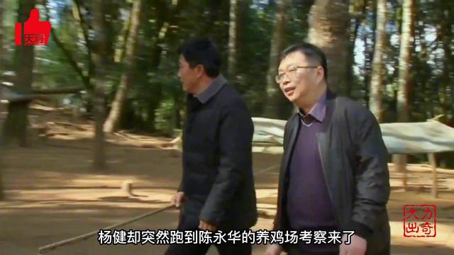 深山养斗鸡，全军覆灭不放弃，与人谈合作，大发雷霆换来上万订单