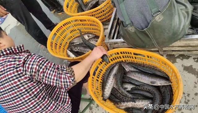 鳜鱼黑鱼掉价，加州鲈黄颡鱼稳中略涨，春节越来越近，特种鱼市场形势总体不太乐观