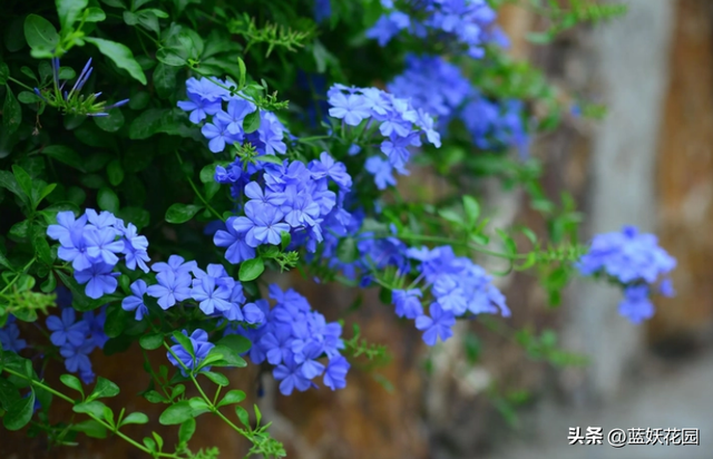 非常适合夏季养的18种开花植物，快看看你有没有养？