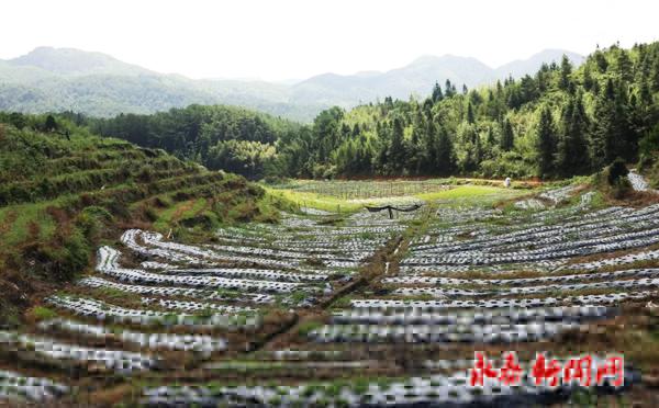 永泰赤岸村：发展特色农业 推广种植三叶青