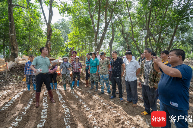 三亚：林下套种食药用菌 生态致富双丰收