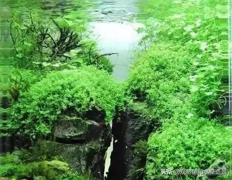 每个草缸爱好者都有一个草坪梦：最佳草皮矮珍珠