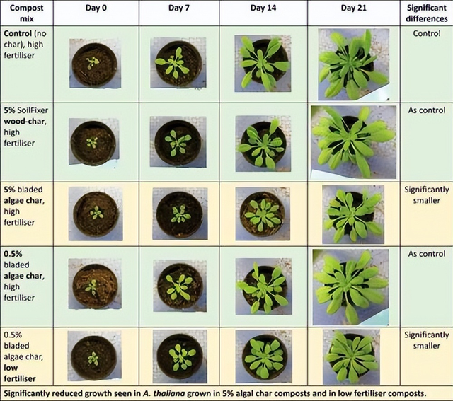 石莼水华物种的巨藻生物炭对拟南芥幼苗生产力的影响