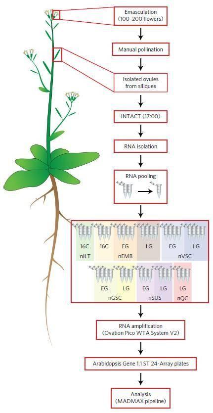 石莼水华物种的巨藻生物炭对拟南芥幼苗生产力的影响