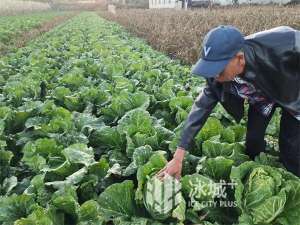 秋蒜种植(哈尔滨阿城区秋白菜即将迎来收获季)