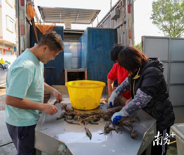 沼虾串起农工旅！从一只虾看肇庆农业现代化发展