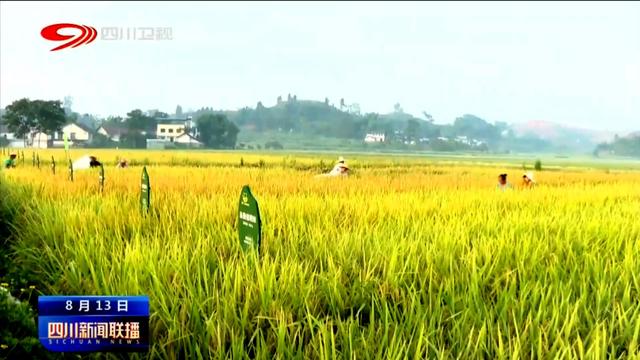 四川新闻联播丨稻黄粱红好“丰”景 沃野蜀乡粮满仓