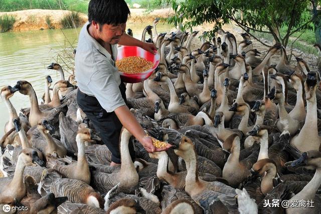 鹅的饲养标准，这样养鹅能发家？