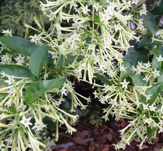 这种开花植物在花市里其貌不扬，却特受欢迎，买回家就是闻香味