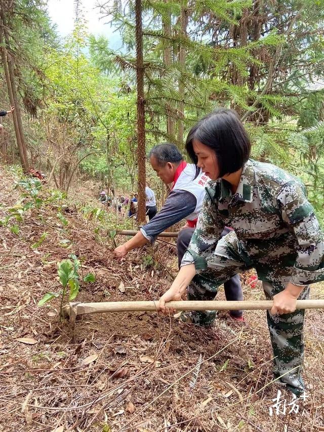 乳源游溪镇：种好林下九节茶，发展绿色经济产业