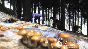 林下香菇种植图景图片(贵州大方：林下种植食用菌，农民寻得好“钱途”)