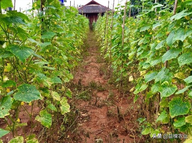 夏季怎么种植黄瓜？掌握这几点黄瓜轻松高产