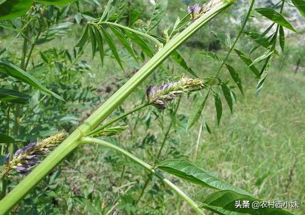 甘草适合哪些地方种植？甘草的种植条件和技术