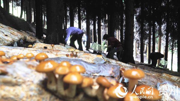 贵州大方：林下种植食用菌，农民寻得好“钱途”