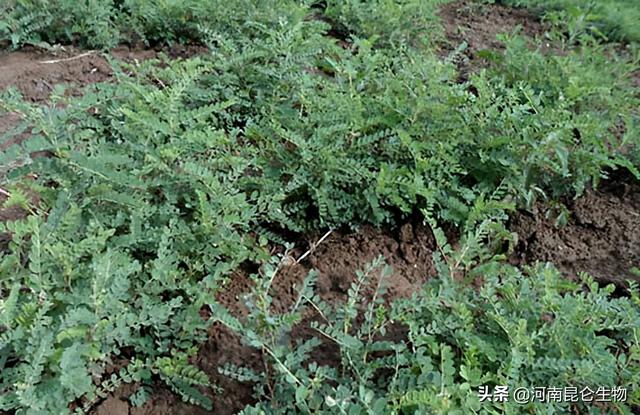 黄芪上什么肥料好？黄芪用什么肥料产量高？黄芪打什么叶面肥好？